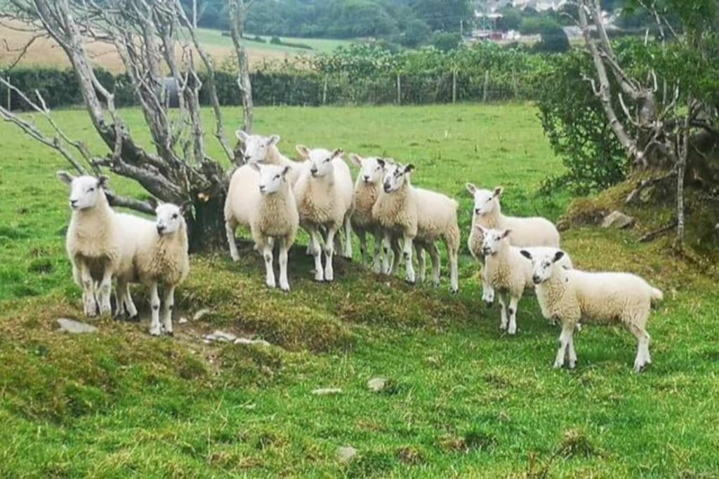 Braffin @ Fellside Farm, Pennington, Ulverston * Pennington